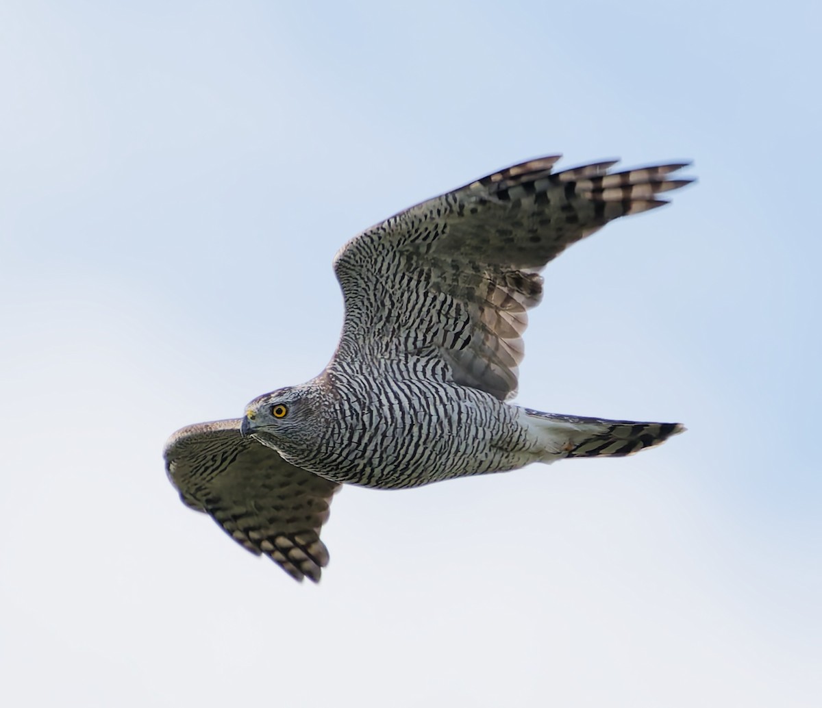 Eurasian Goshawk - ML641063584