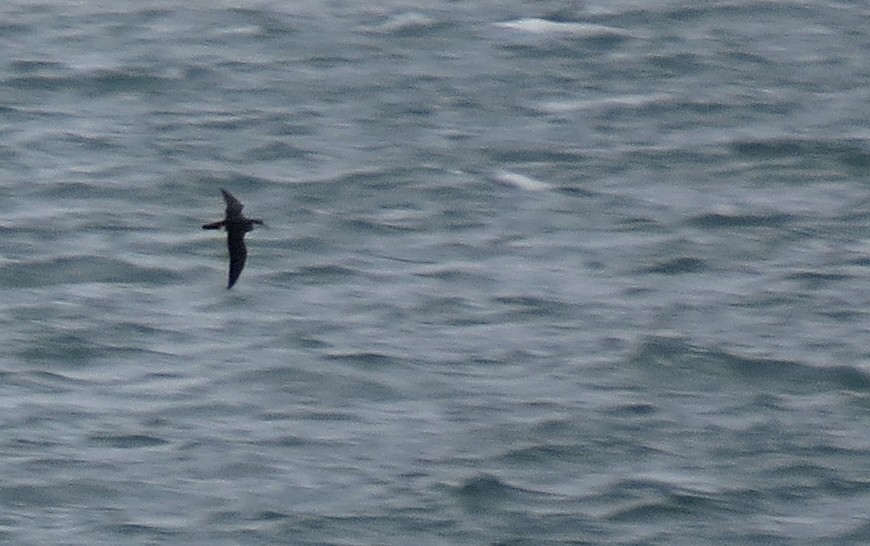 Manx Shearwater - ML641063587