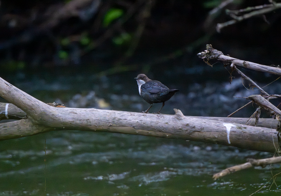 White-throated Dipper - ML641063594