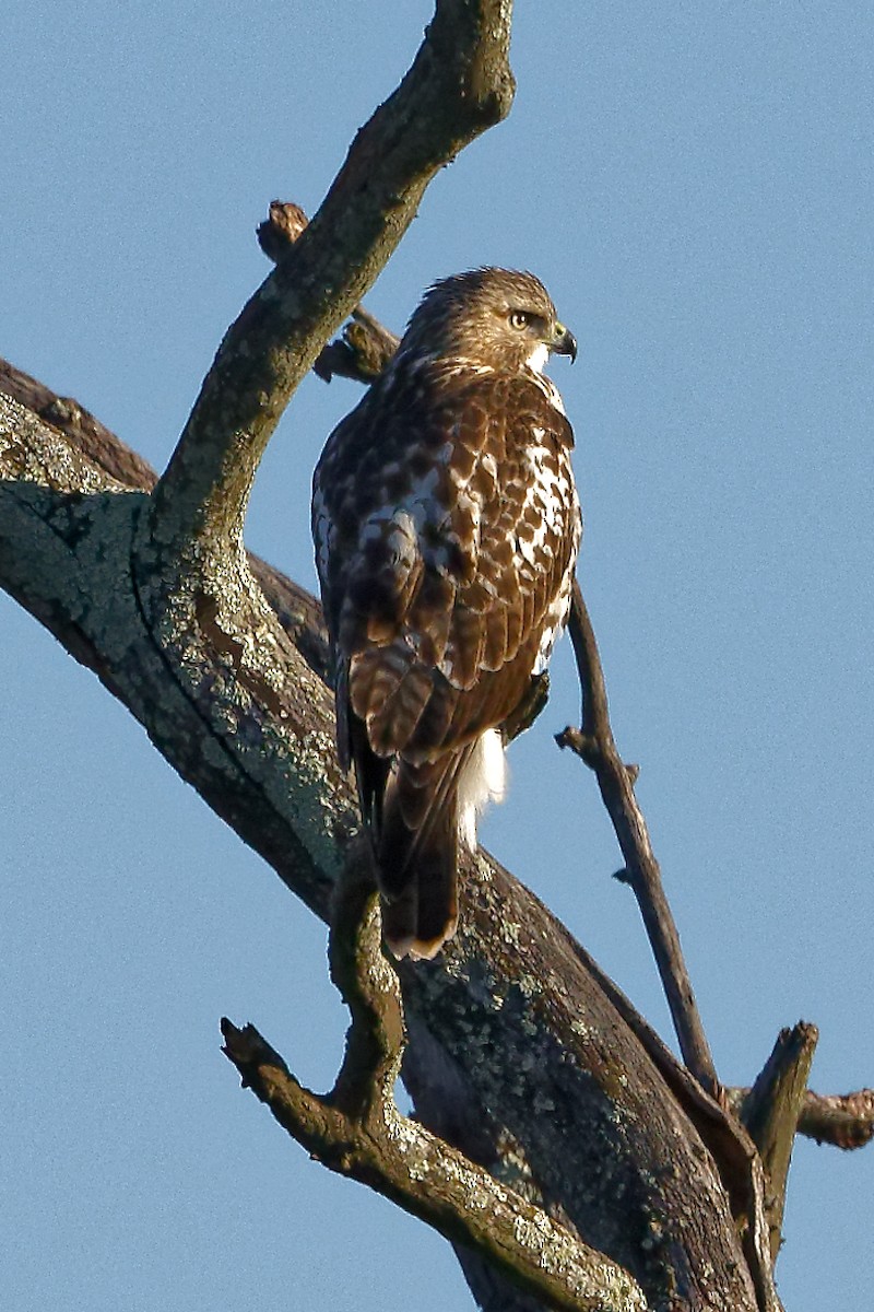 Red-tailed Hawk - ML641063621