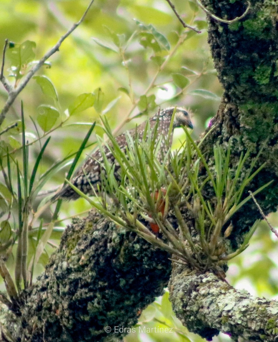 Spot-bellied Bobwhite - ML641063625