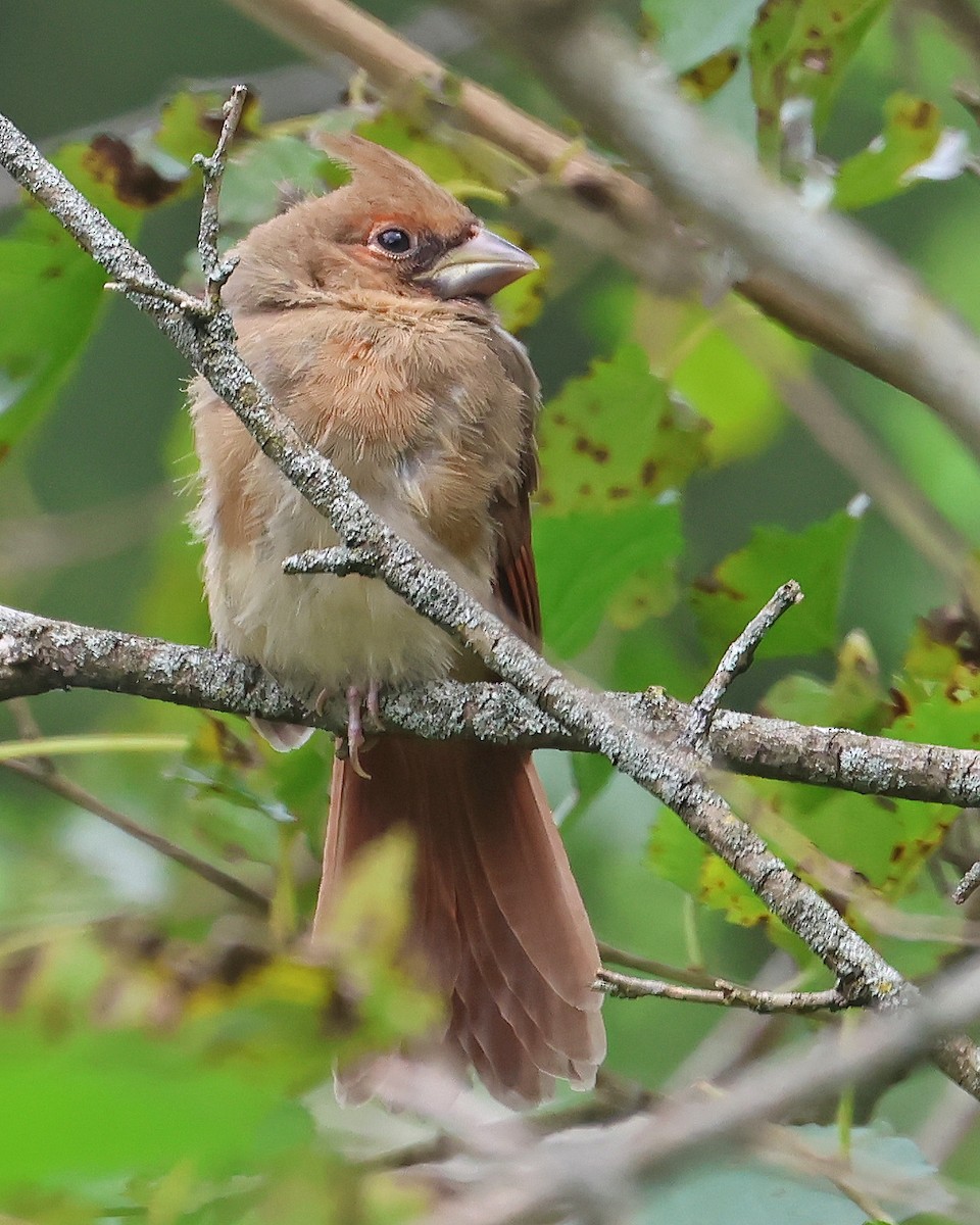 Northern Cardinal - ML641063679