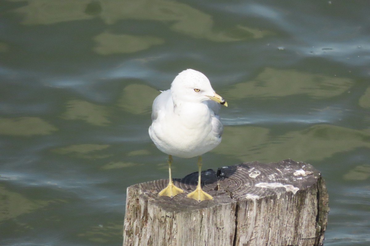 Ring-billed Gull - ML641063686