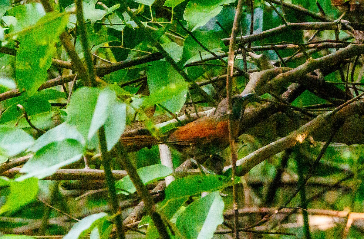 Rufous-breasted Spinetail - ML641063695