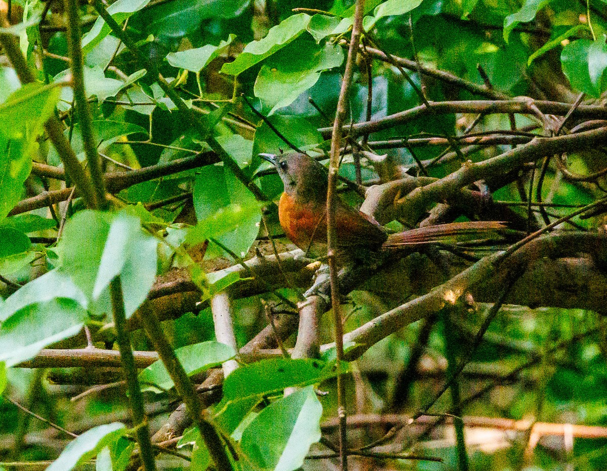 Rufous-breasted Spinetail - ML641063696