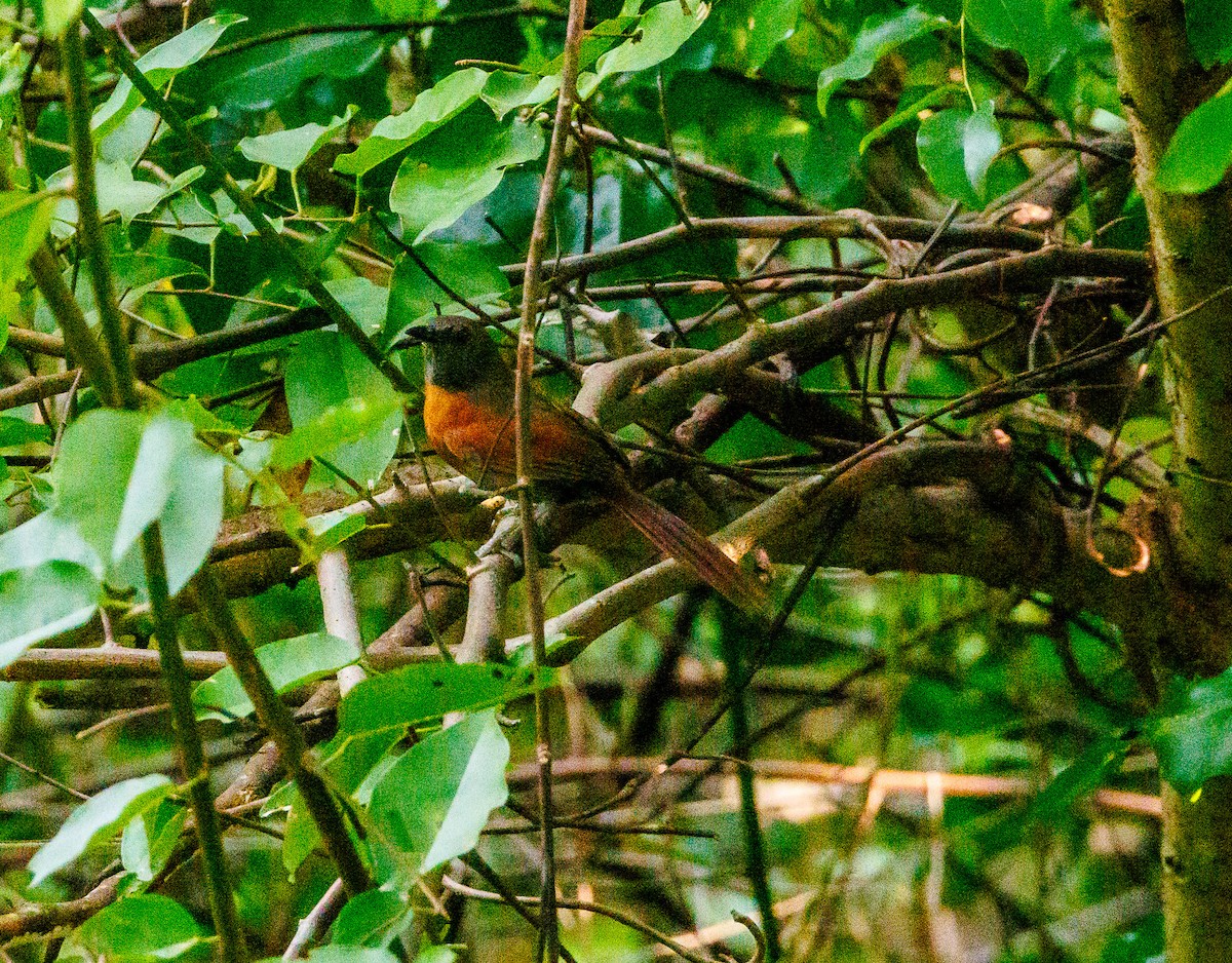 Rufous-breasted Spinetail - ML641063697