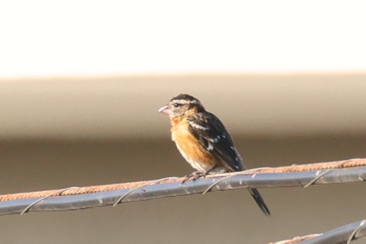 Black-headed Grosbeak - ML641063739