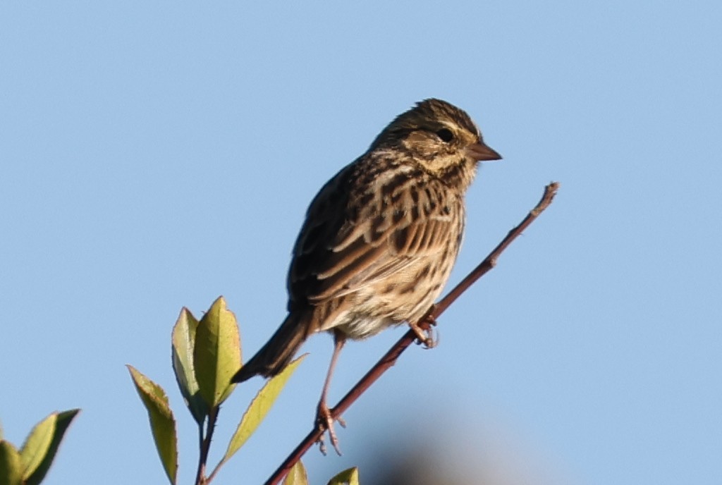 Savannah Sparrow - ML641063763
