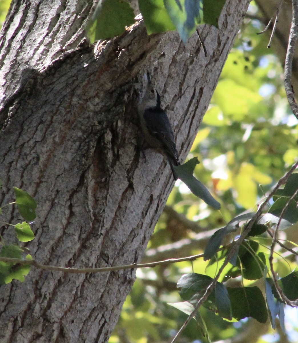 White-breasted Nuthatch - ML641063768