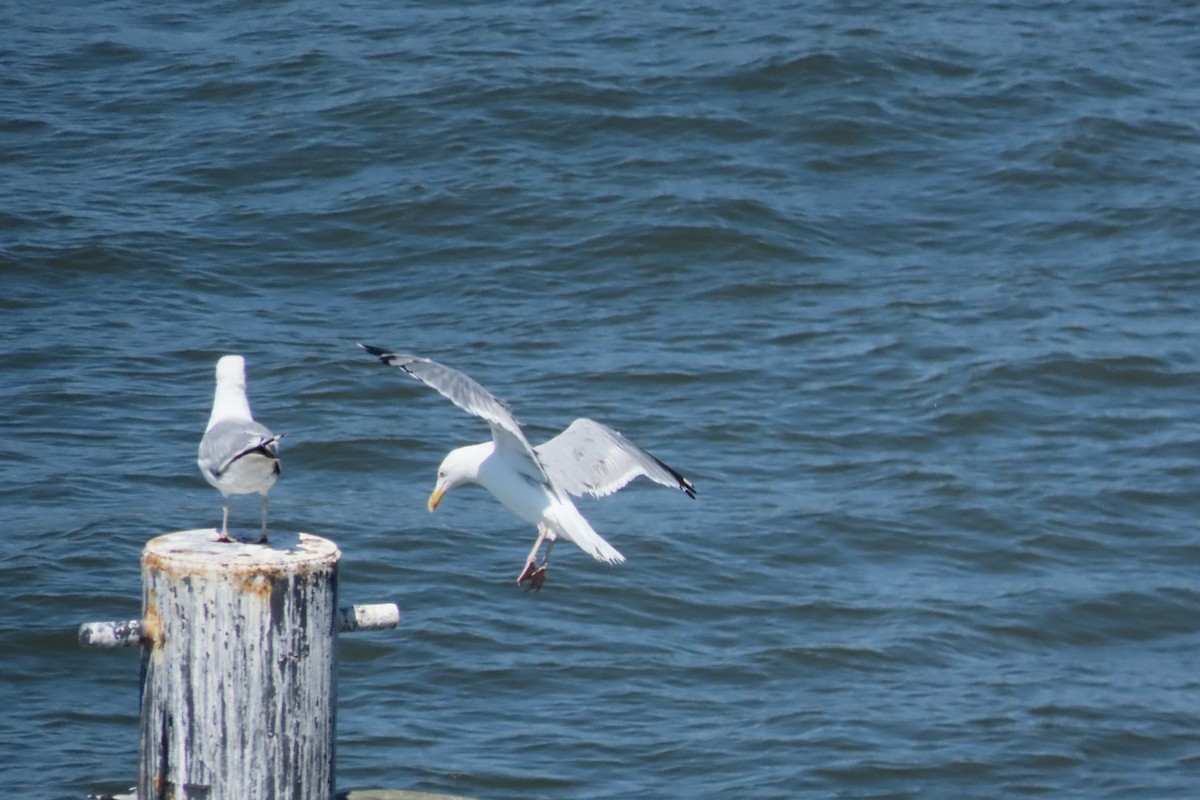 American Herring Gull - ML641063769