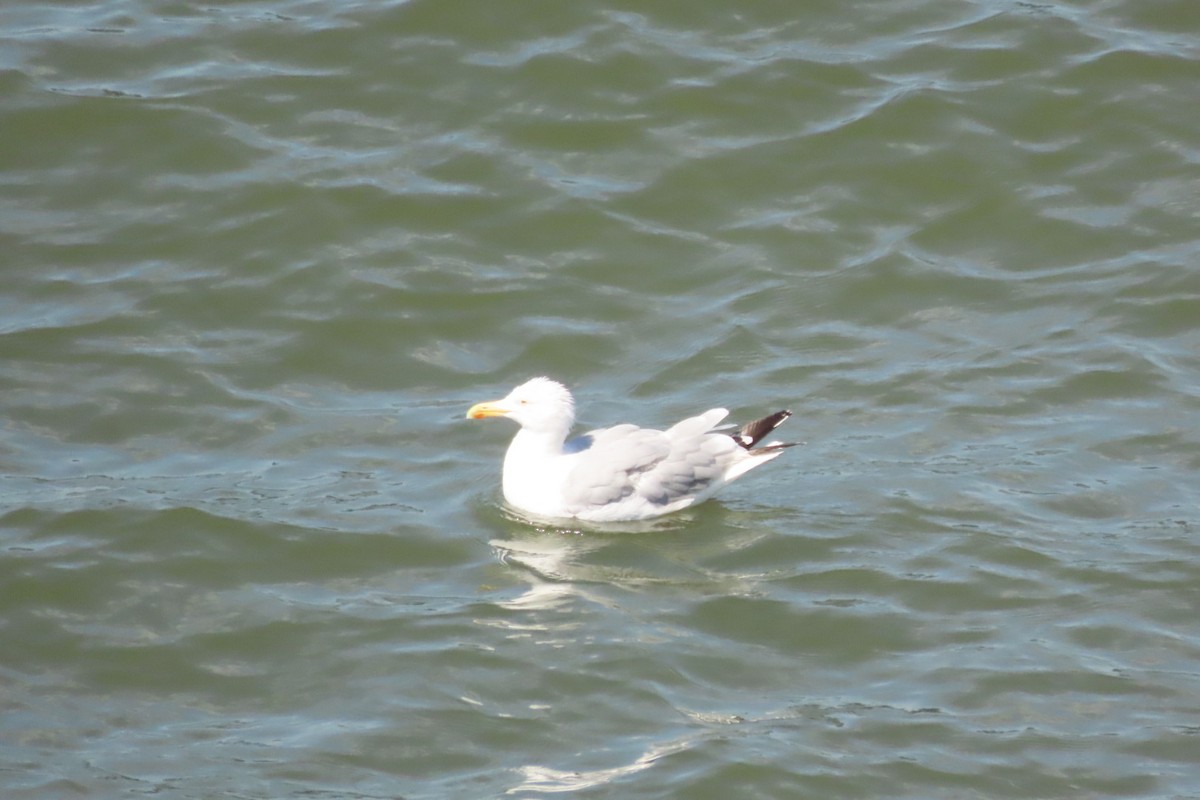 American Herring Gull - ML641063770