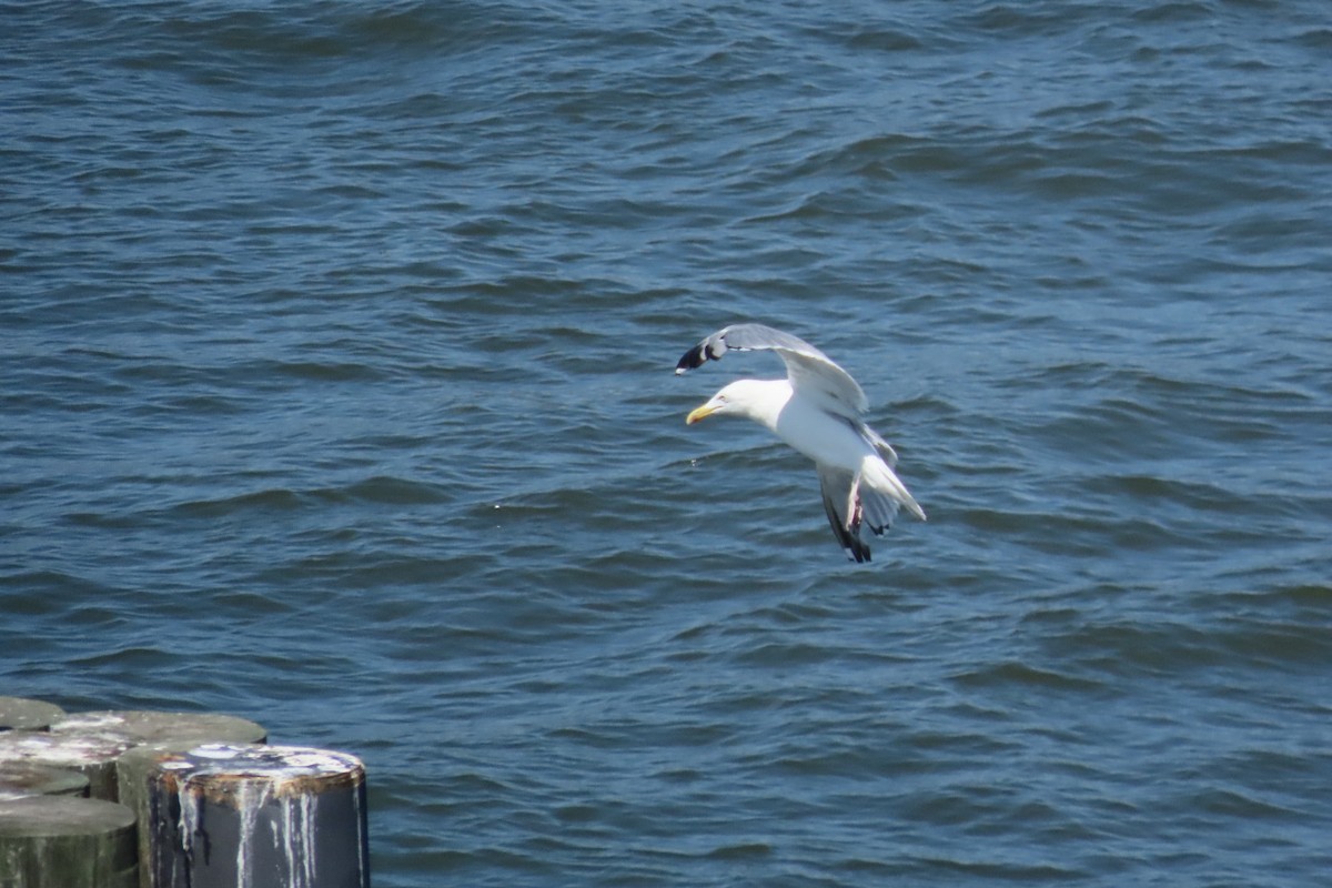 American Herring Gull - ML641063771