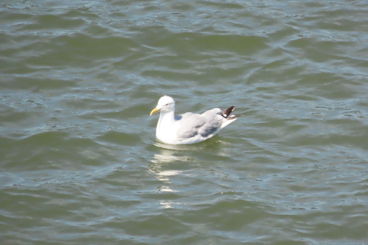 American Herring Gull - ML641063772