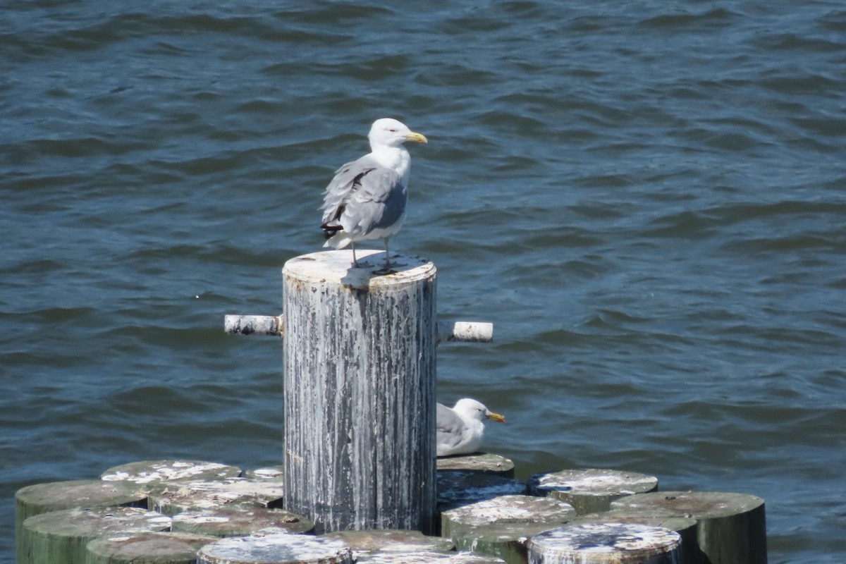 American Herring Gull - ML641063773