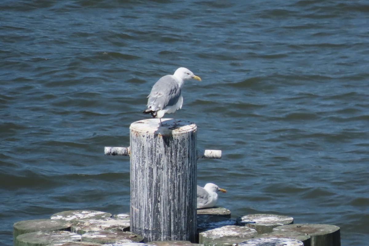 American Herring Gull - ML641063774