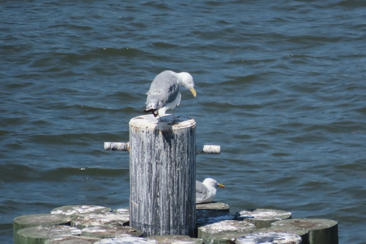 American Herring Gull - ML641063775