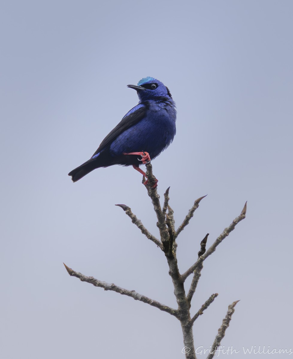 Red-legged Honeycreeper - ML641063783