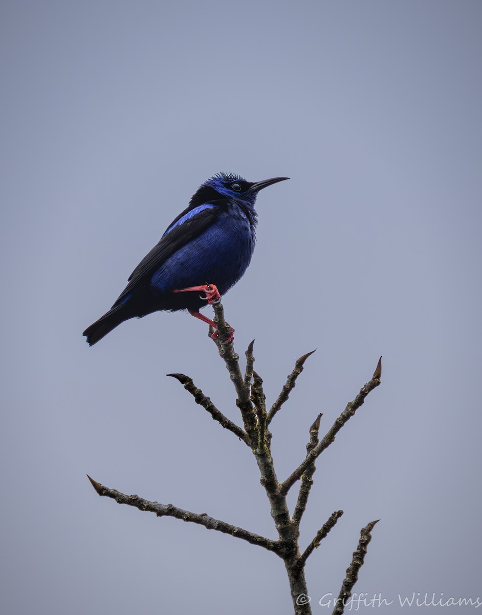 Red-legged Honeycreeper - ML641063793