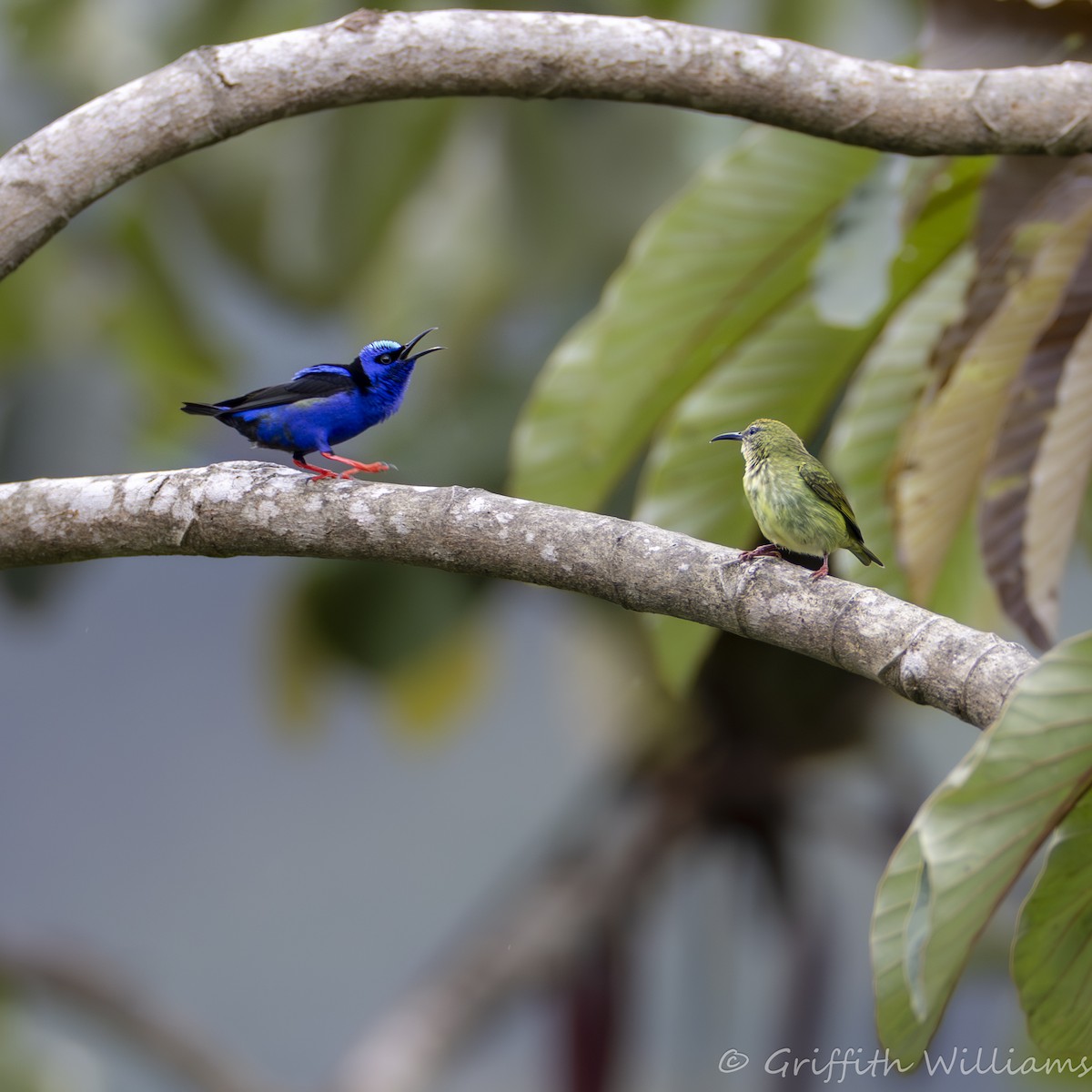 Red-legged Honeycreeper - ML641063795
