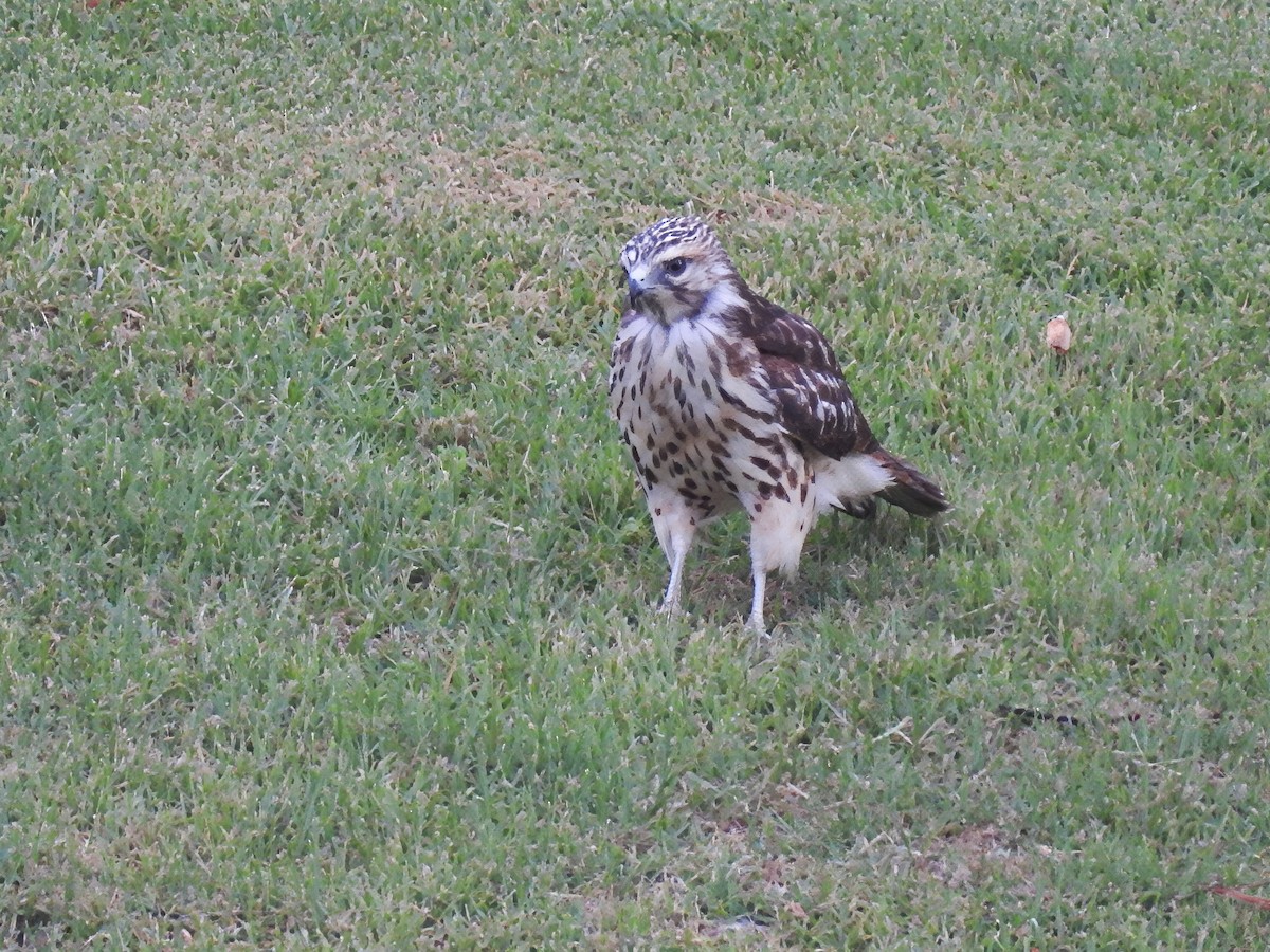 Red-tailed Hawk - ML641063799
