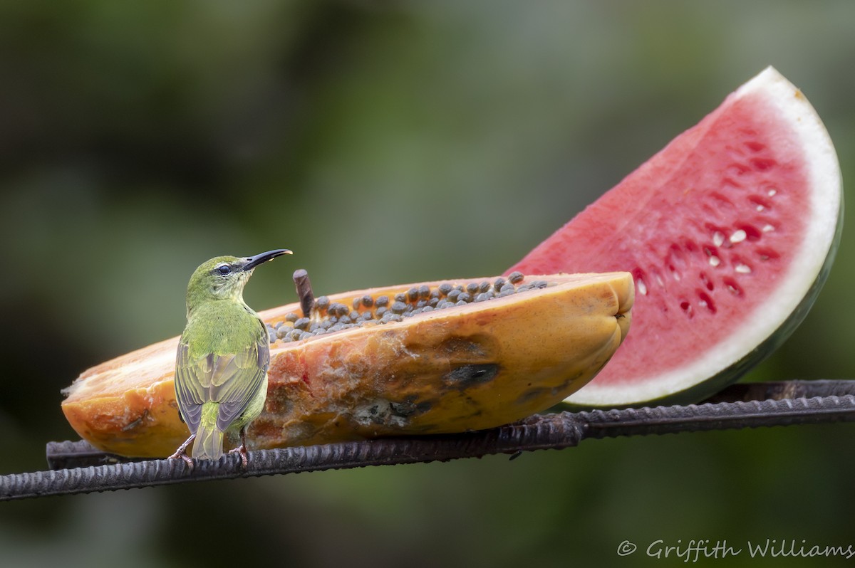 Red-legged Honeycreeper - ML641063802