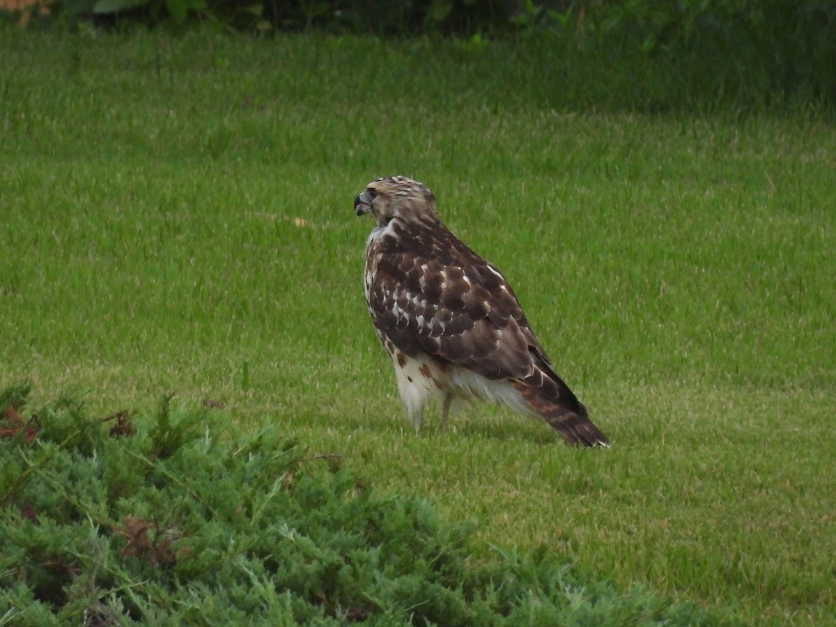 Red-tailed Hawk - ML641063822