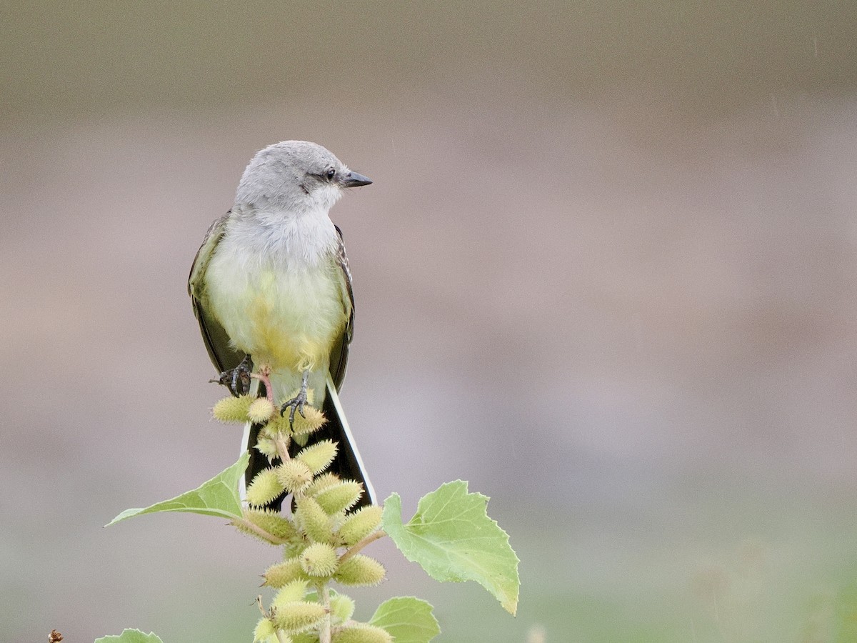 Western Kingbird - ML641063826
