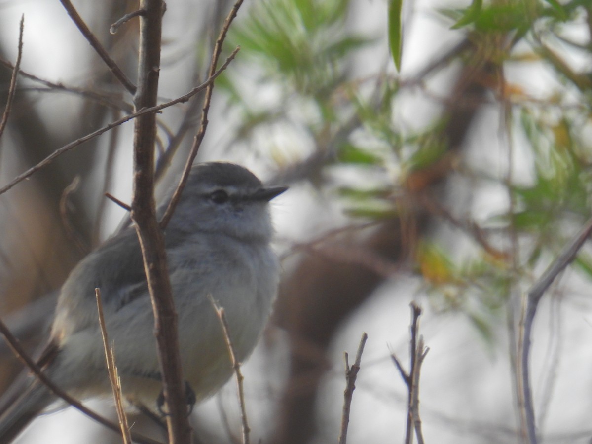 White-crested Tyrannulet - ML641063827