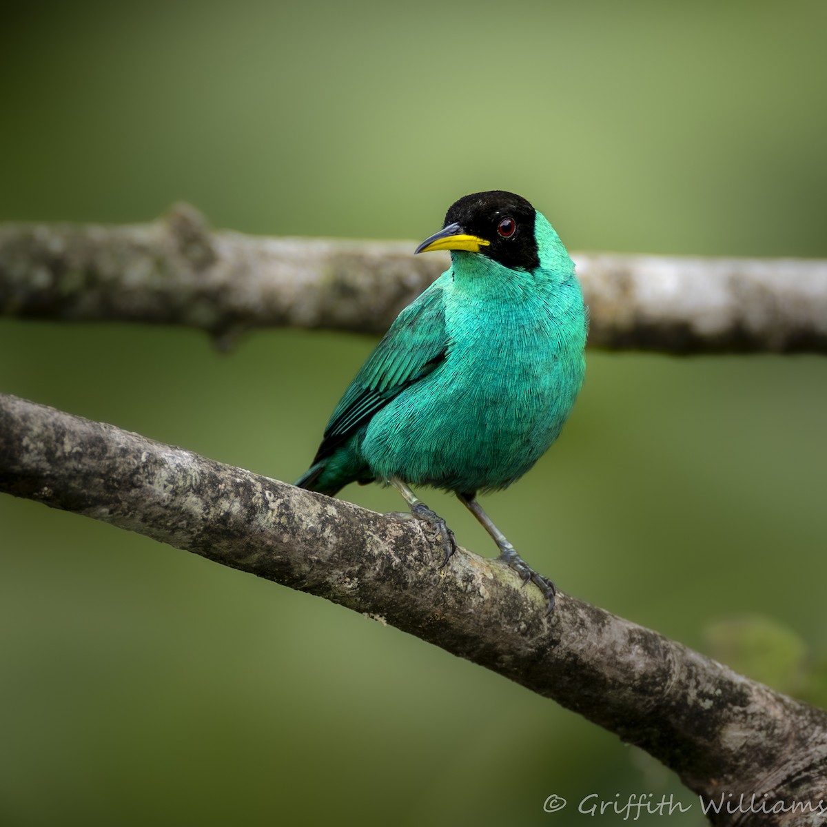Green Honeycreeper - ML641063834