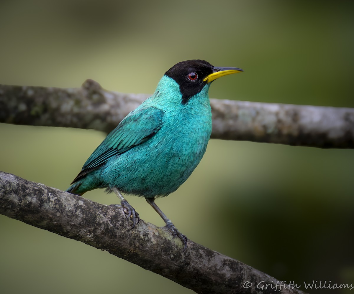 Green Honeycreeper - ML641063835