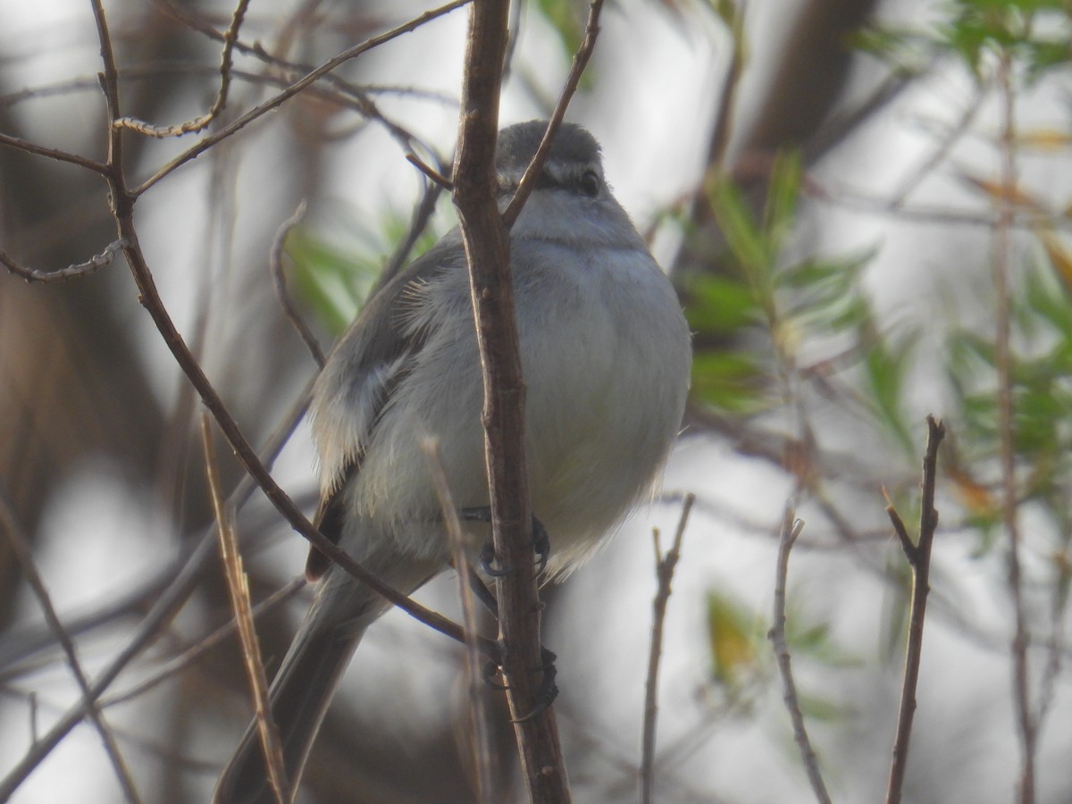 White-crested Tyrannulet - ML641063851