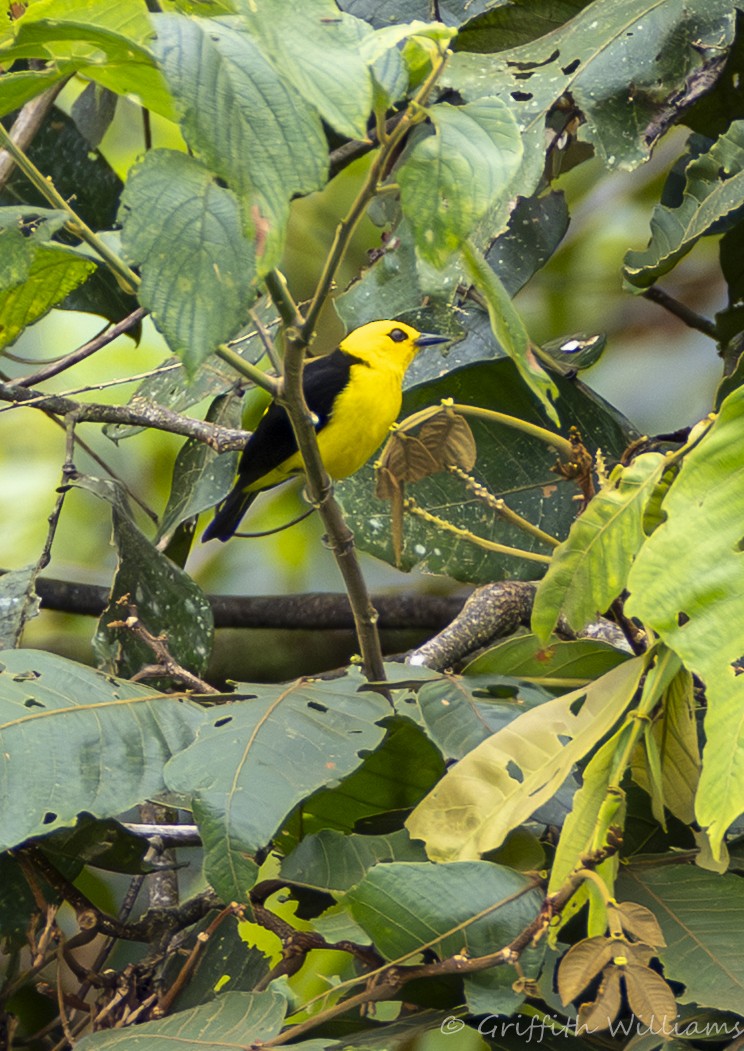 Black-and-yellow Tanager - ML641063867