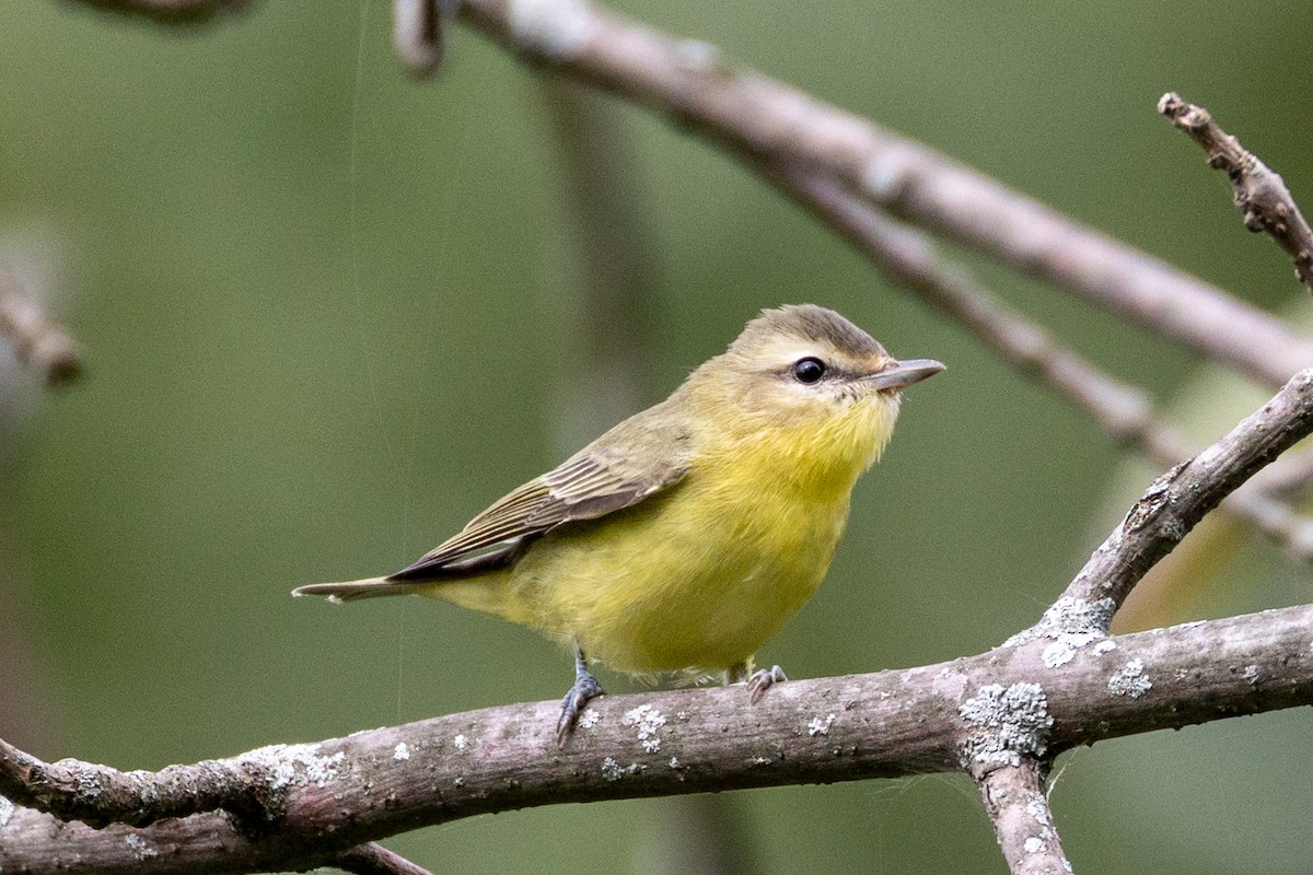 Philadelphia Vireo - ML641063907