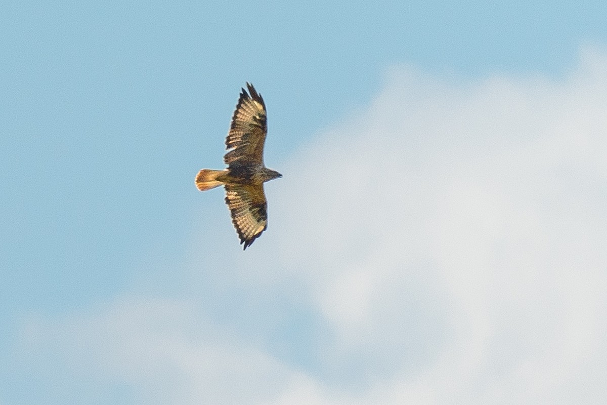 Kızıl Şahin - ML641063911