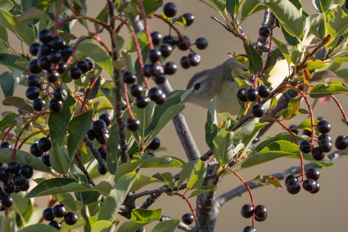 Warbling Vireo - ML641063971