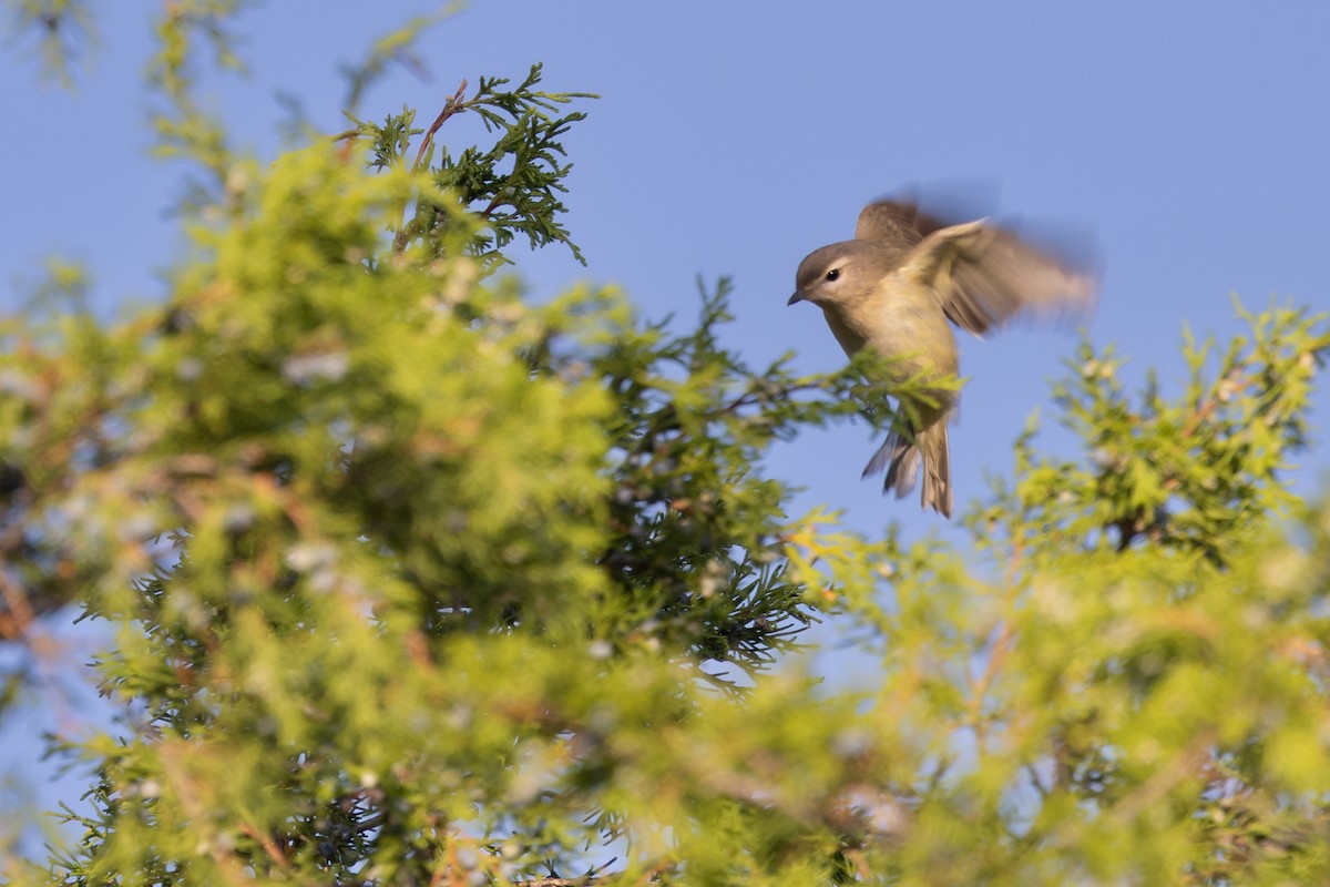Warbling Vireo - ML641063972