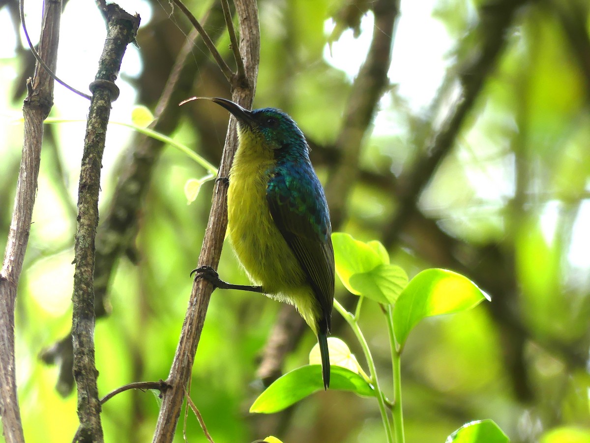 Collared Sunbird - ML641063980