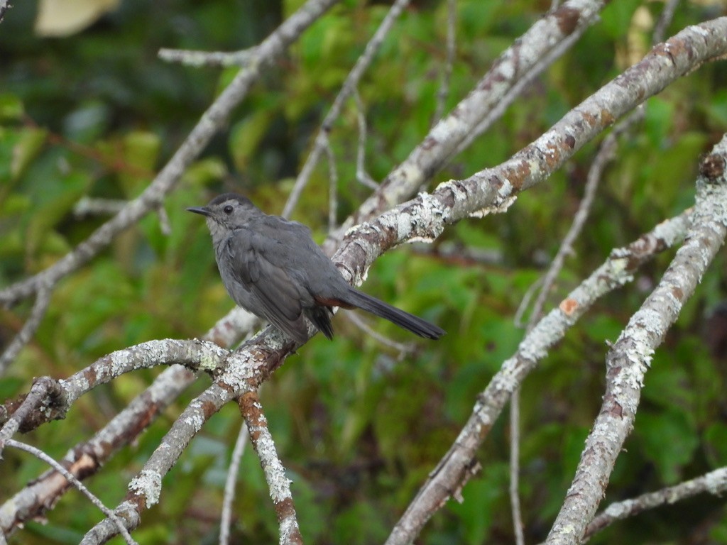 Gray Catbird - ML641063982