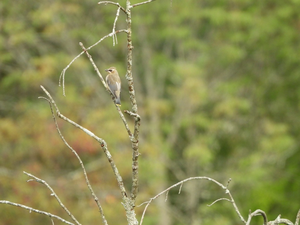 Cedar Waxwing - ML641063993