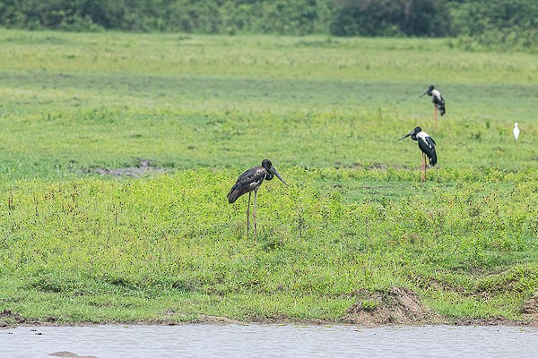 Black-necked Stork - ML641064002