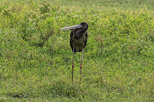 Black-necked Stork - ML641064003