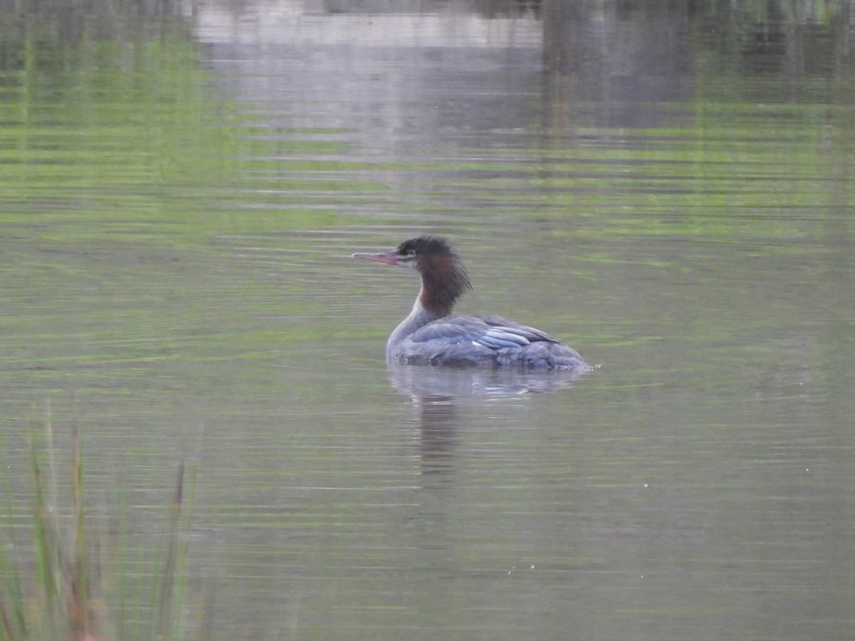 Common Merganser - ML641064004
