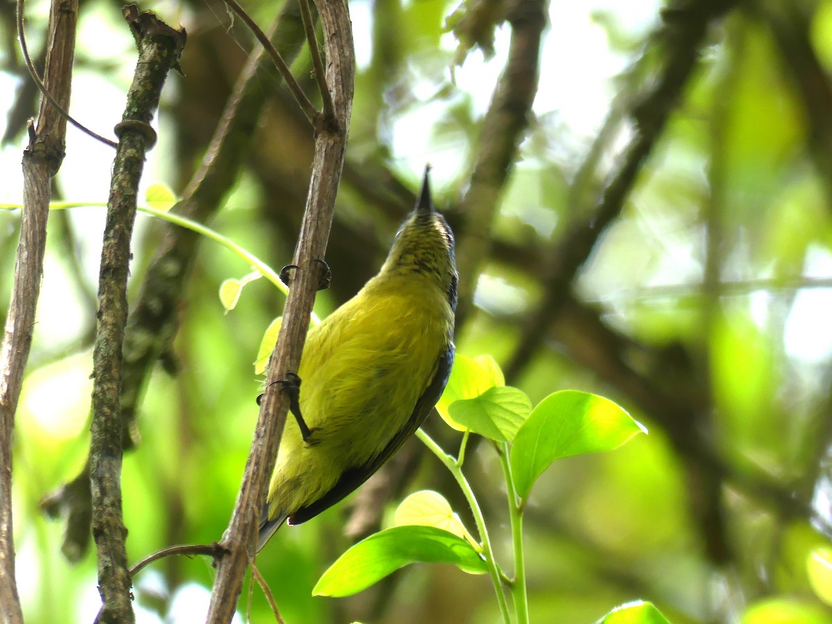 Collared Sunbird - ML641064011