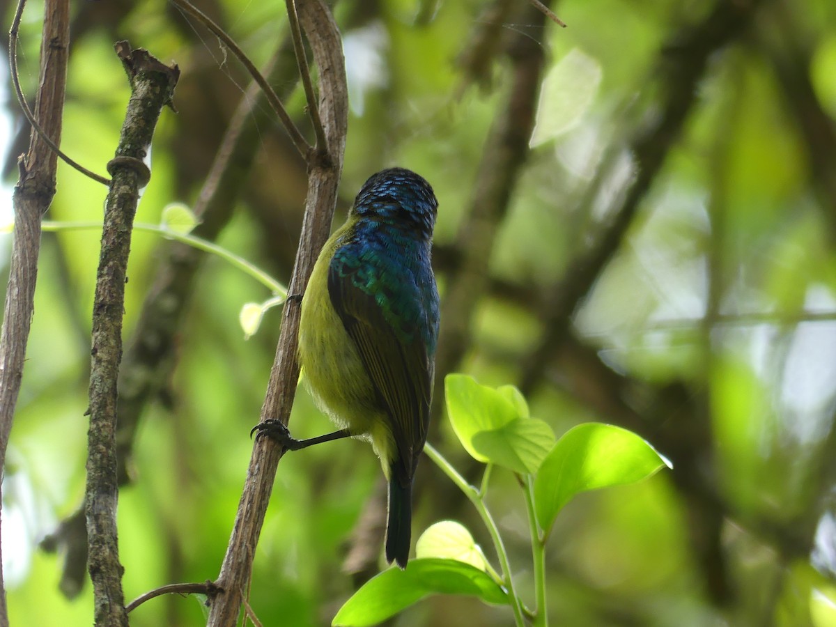Collared Sunbird - ML641064012