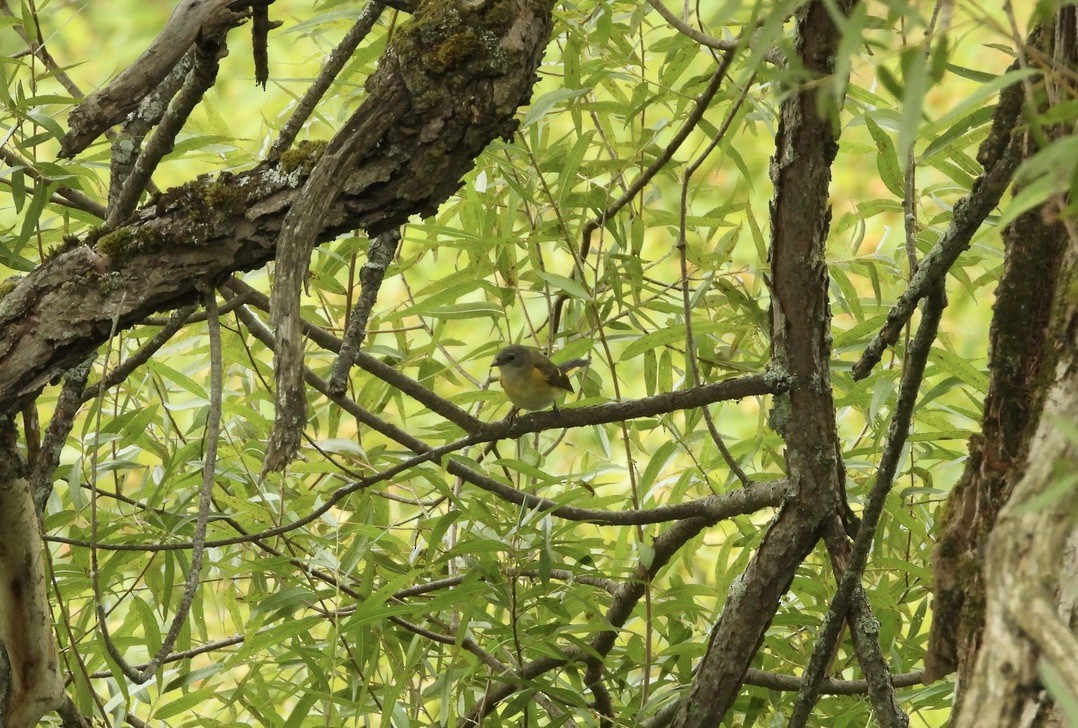 American Redstart - ML641064023