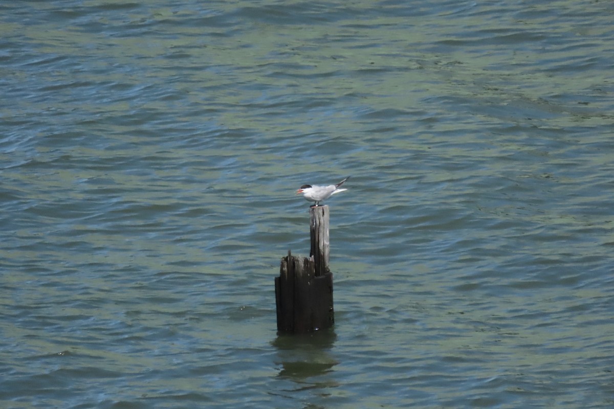 Common Tern - ML641064038