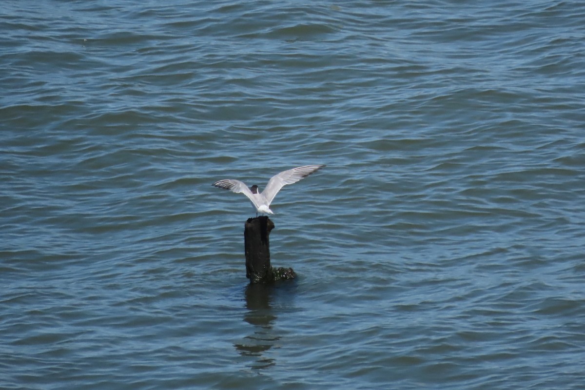 Common Tern - ML641064039