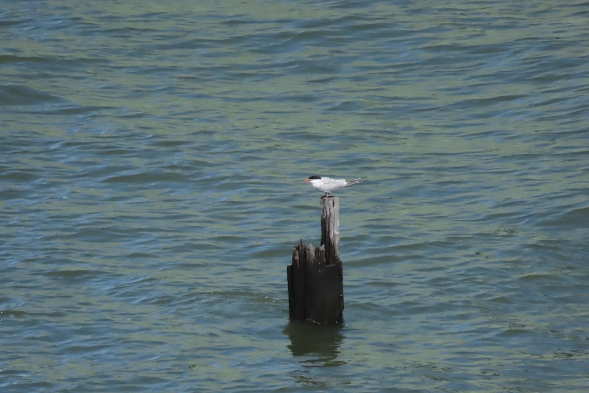 Common Tern - ML641064040