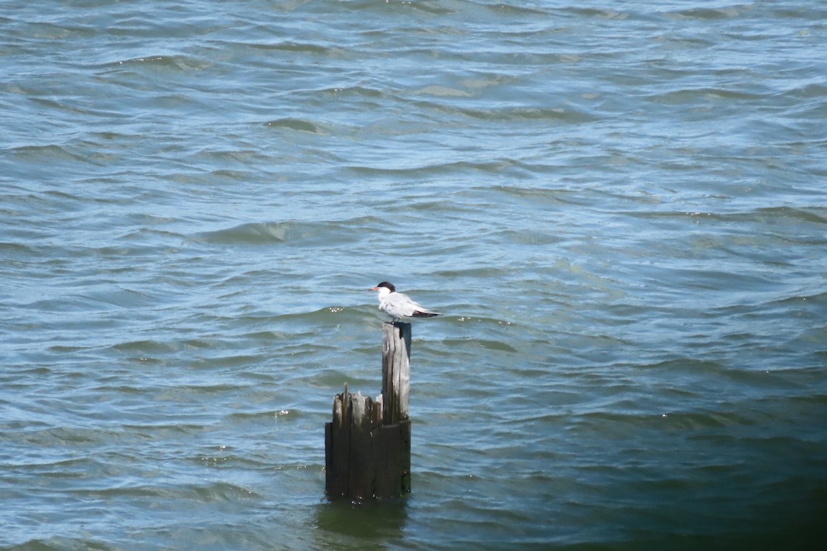 Common Tern - ML641064041