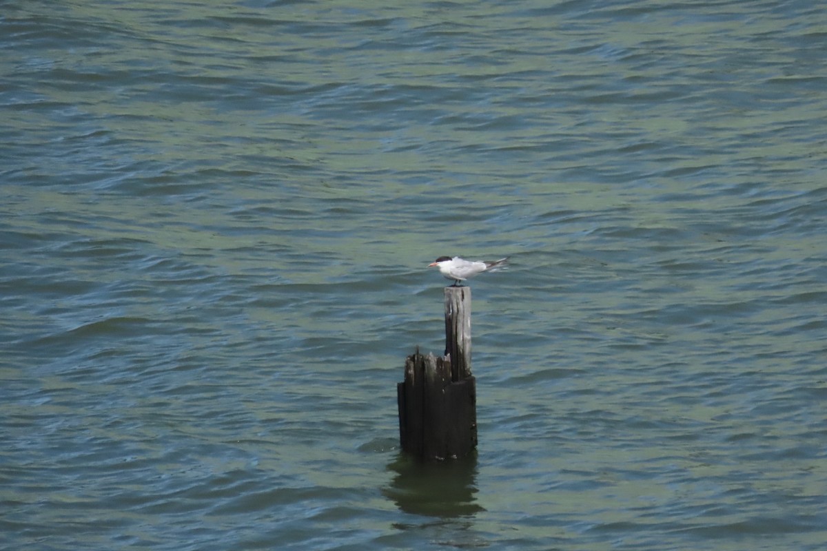 Common Tern - ML641064042
